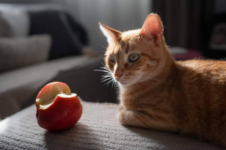 i gatti possono magiare le mele