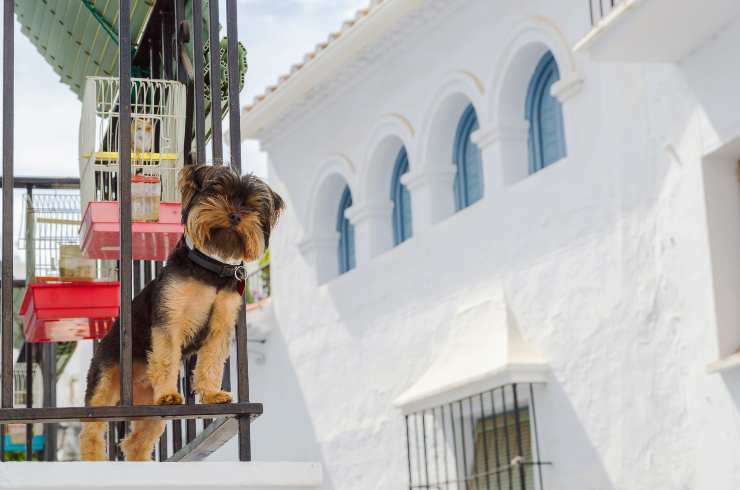 il cane si può buttare dal balcone