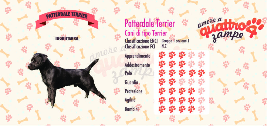 Patterdale Terrier scheda razza