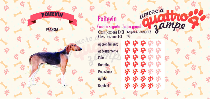Poitevin scheda razza