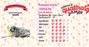 Romanian mioritic sheperd dog scheda razza