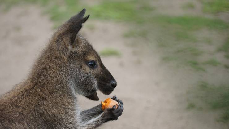 canguro cucciolo mangia