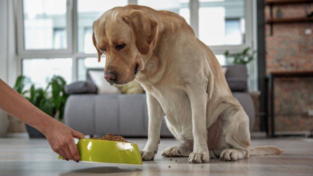 Cosa dare da mangiare al Labrador: alimentazione e dieta ...