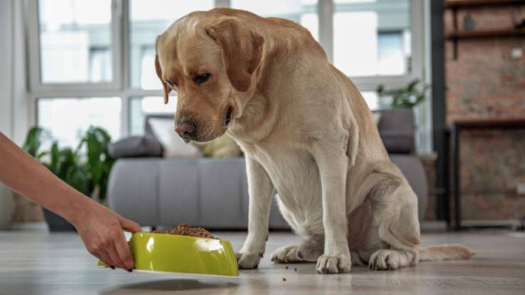 labrador retriever cane alimentazione mangiare cibo dieta