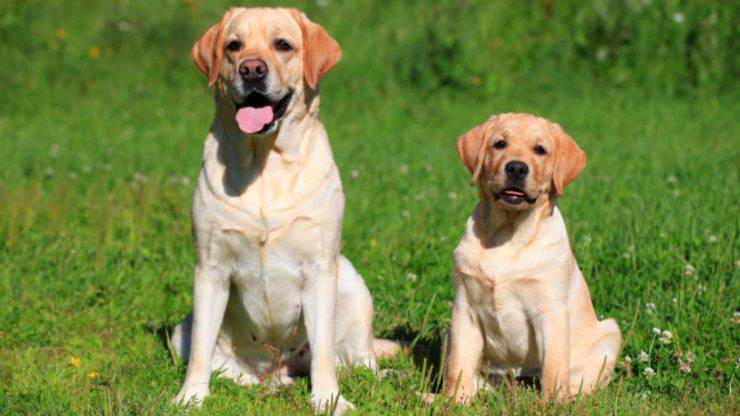 labrador retriever cane adulto e cucciolo