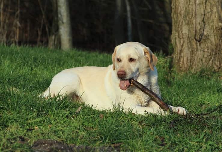 cane trova gioco per adulti 