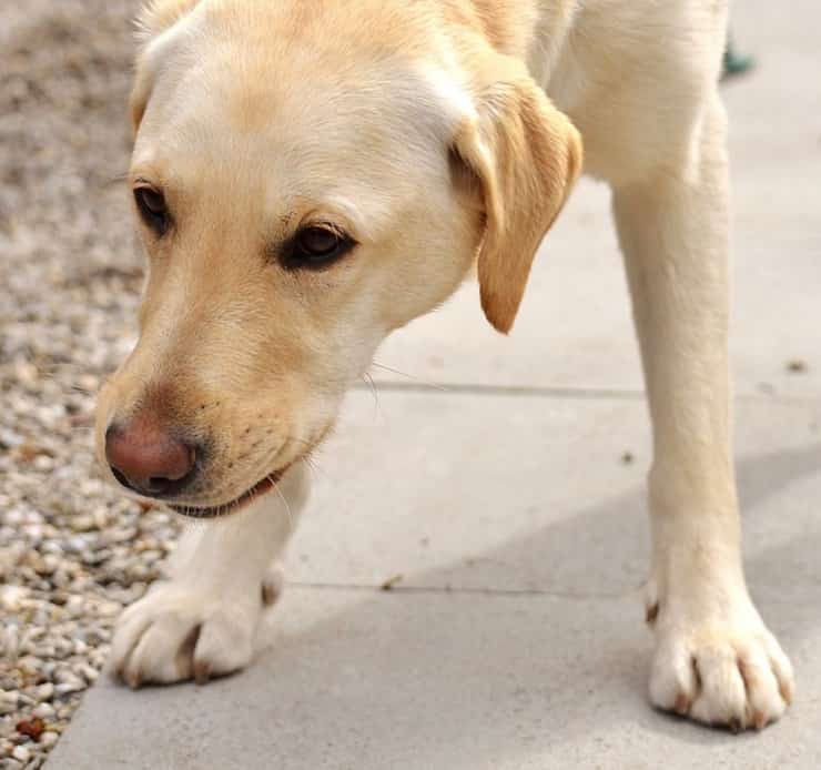 cane trova gioco per adulti 