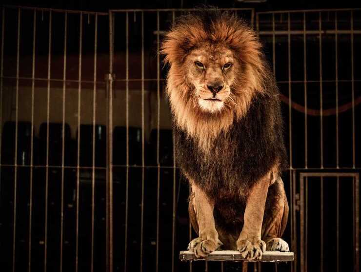 Divieto di circo con gli animali (Foto Adobe Stock)