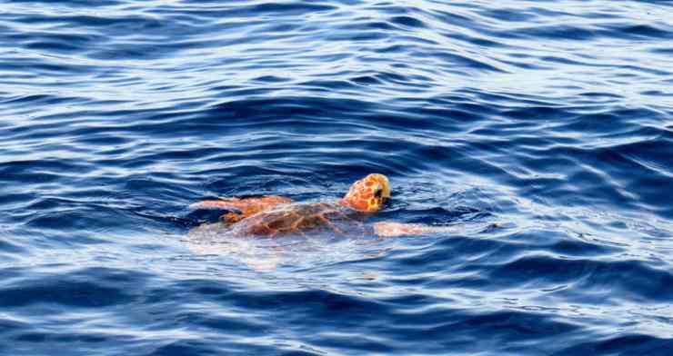 tartaruga a nuoto (Foto Pixabay)