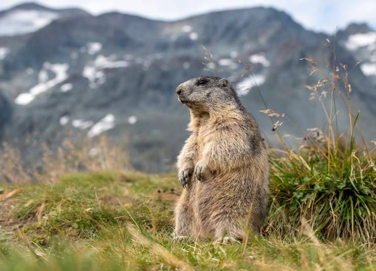 marmotta