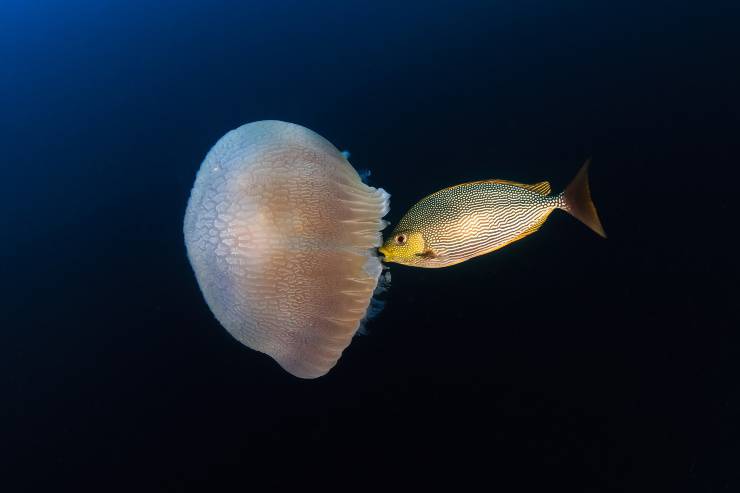 medusa mangia pesce