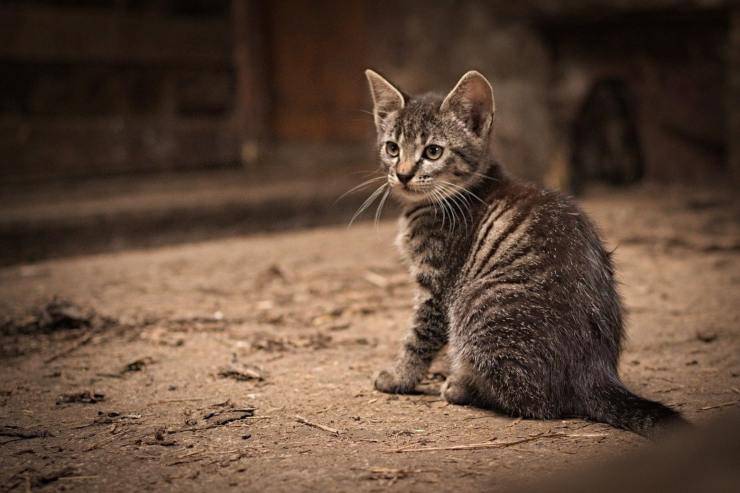 gatto trova uccellino ferito