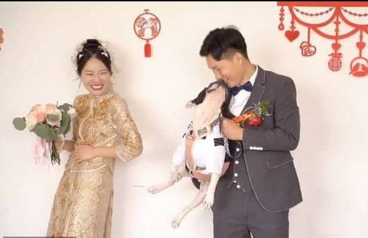Cane prende a calci la sposa