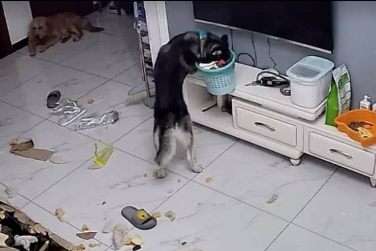 Oreo il cane che ha devastato il salone del suo appartamento 