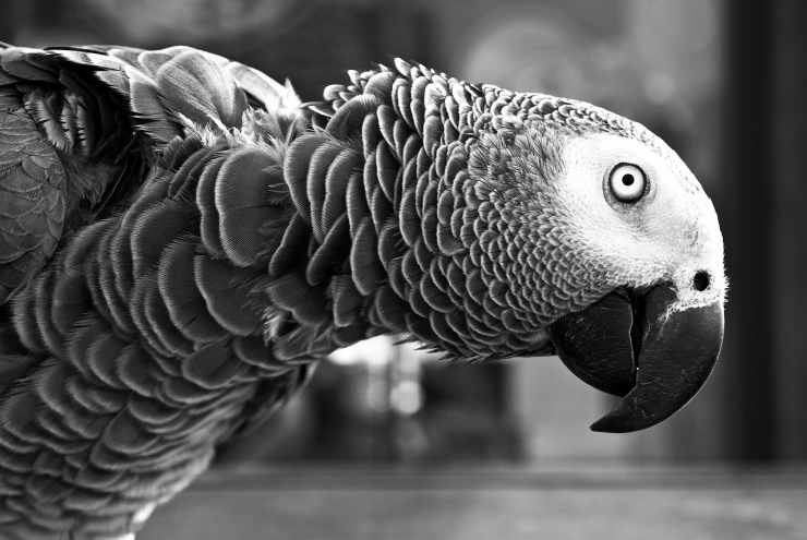 Il pappagallo curioso (Foto Pixabay)