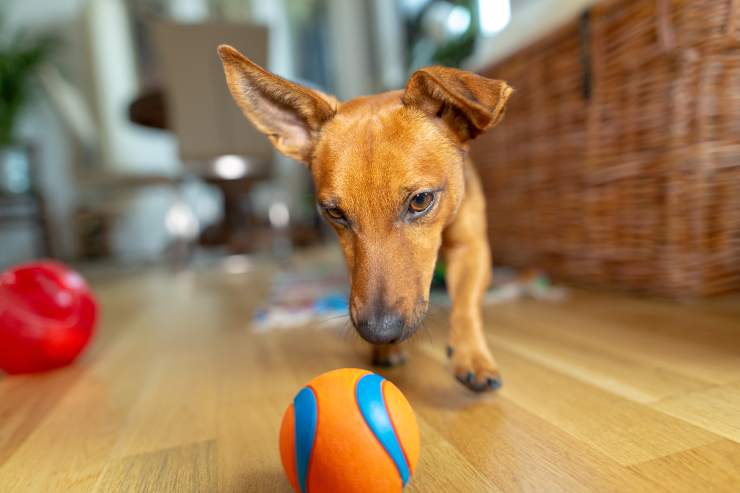 perché il cane gioca da solo