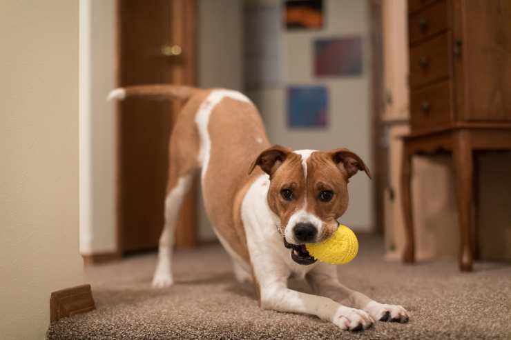 perché il cane gioca dopo aver mangiato