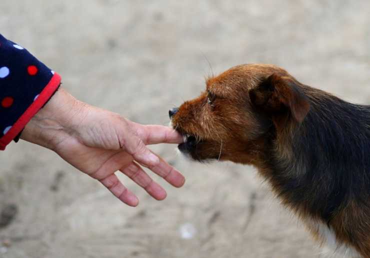 cane e mani