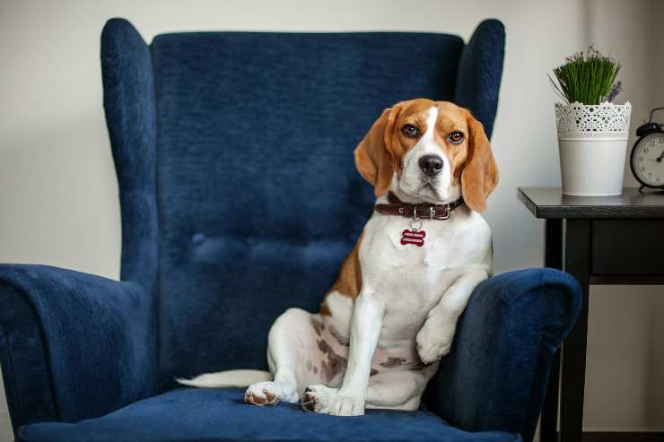 perché il cane prende il vostro posto