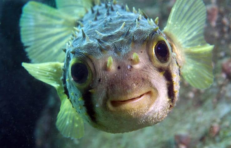 pesce faccia sorridente