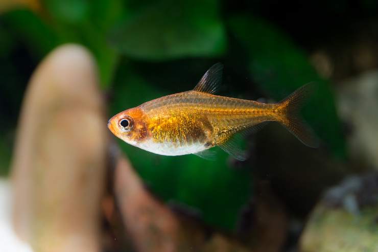 pesci d acquario adatti ai bambini