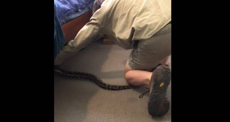 cattura serpente sotto letto