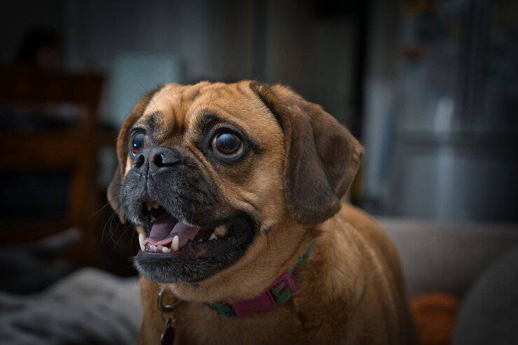 puggle incrocio