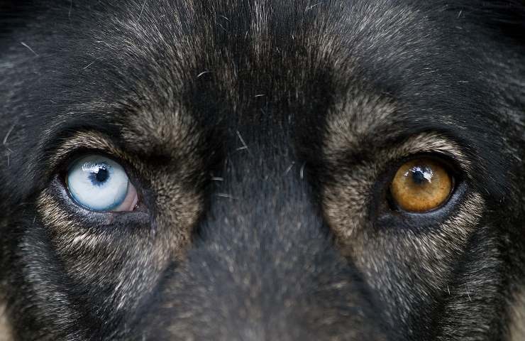 razze di cani con occhi diversi