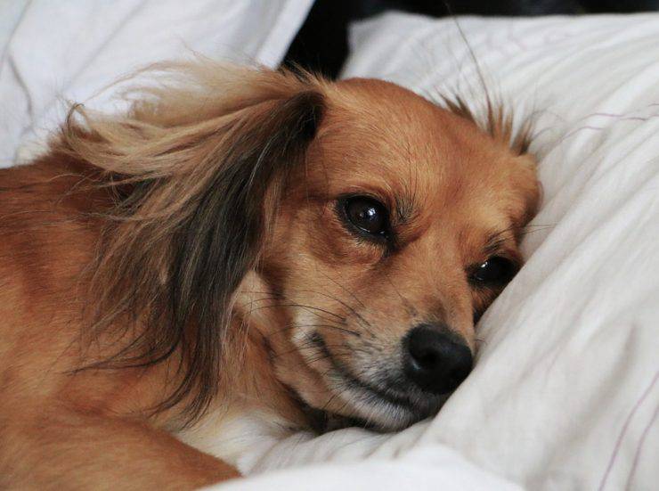 cane soffre crisi di mezza età