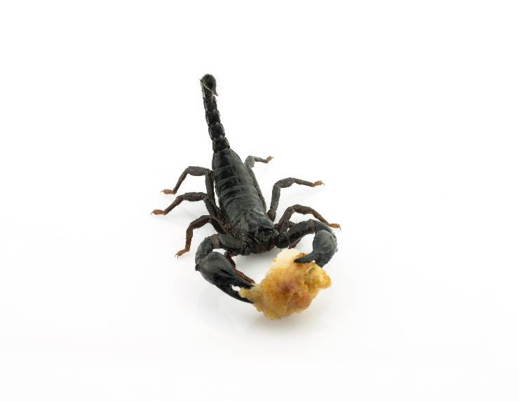 scorpione nero alimentazione