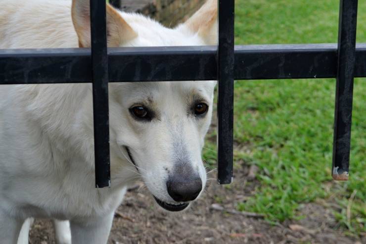 Il cane è traumatizzato