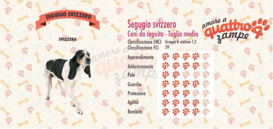 segugio svizzero scheda razza