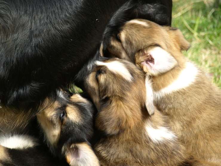 Cuccioli attaccati alle mammelle