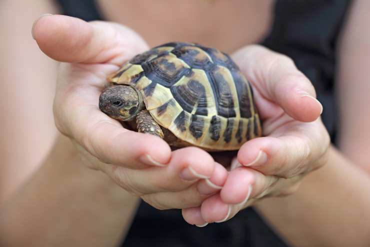 Come capire se la tartaruga è morta 