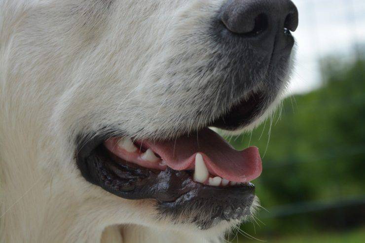 Dente rotto nel cane