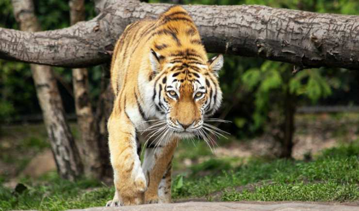 La tigre nel test visivo della personalità (Foto Pixabay)