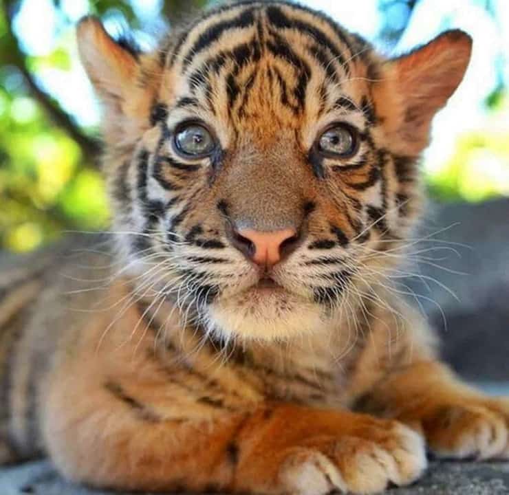 Tigre Sumatra 