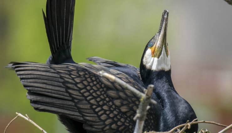 L'uccello cormorano (Foto Pixabay)