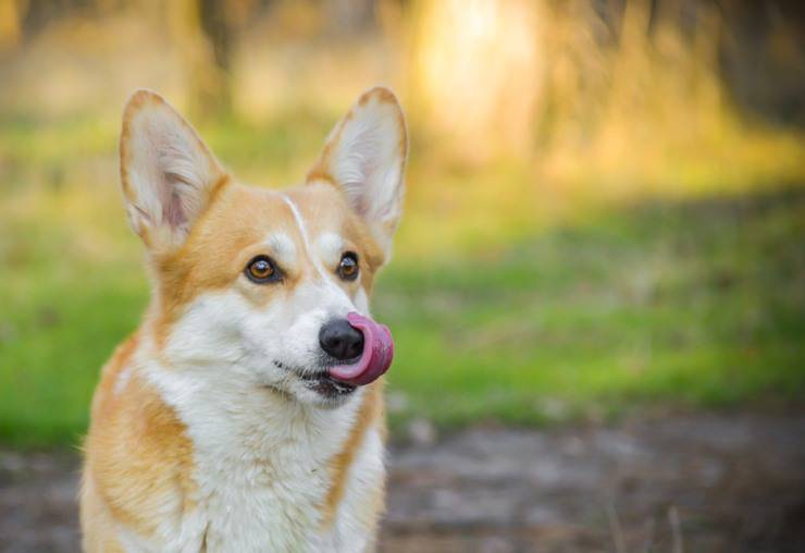 welsh corgi pembroke