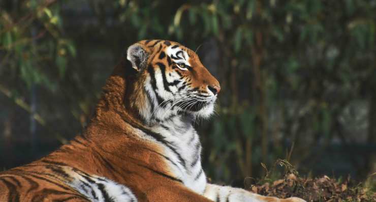 Tigre siberiana (Foto Pixabay)