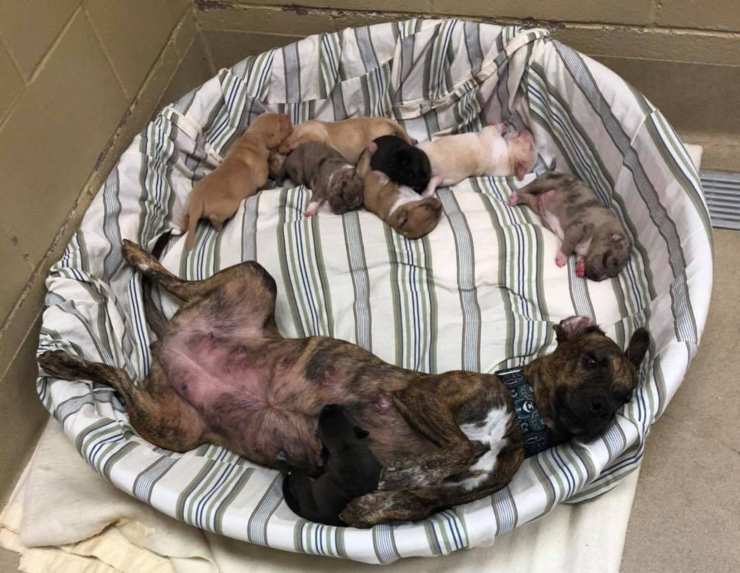 cagna incinta otto cuccioli