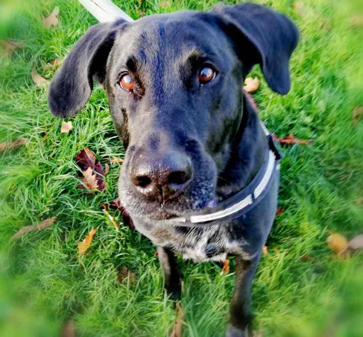 cane abbandonato divorzio padroni