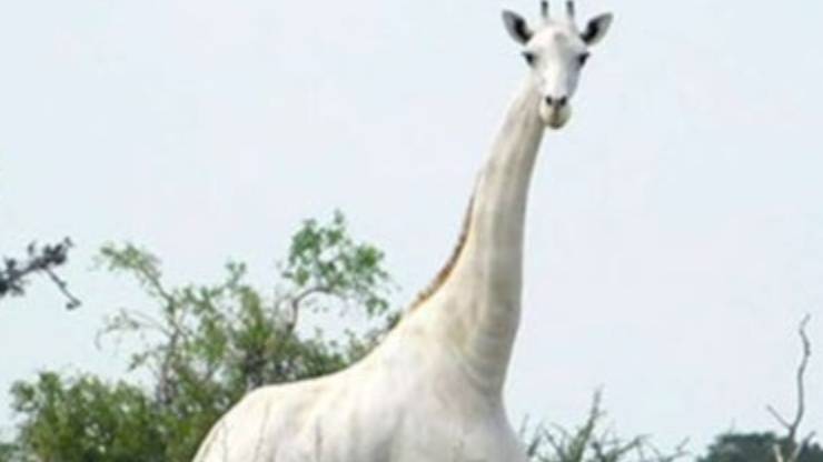 ultima giraffa bianca