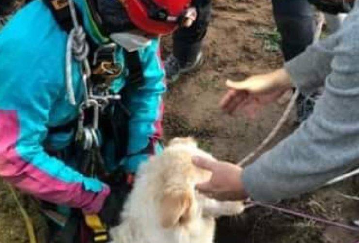 cane caduto pozzo artesiano