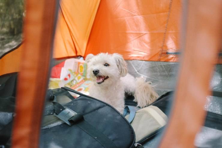 Maltipoo cane incrocio