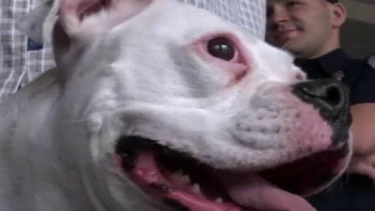 Cane eroe salva la vita al padrone che ha un attacco di cuore