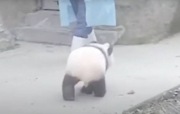 cucciolo panda segue custode