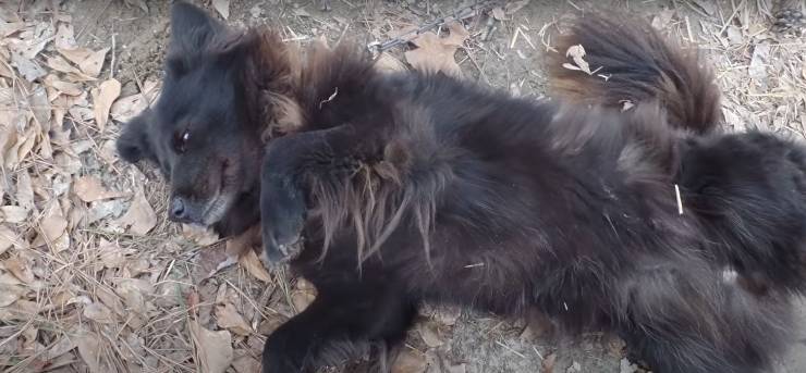 volontaria salva cane nove anni