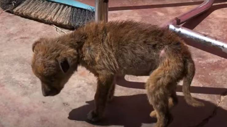 cagnolina resta sola