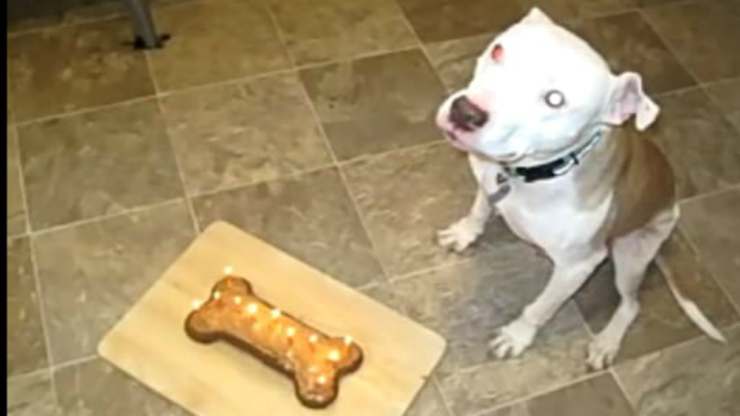 Il compleanno del cane (Foto video)